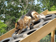 Drako
going down tire bridge